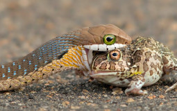 Snake Faces