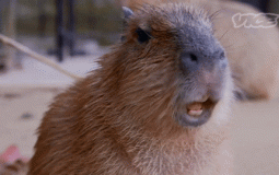 capibara