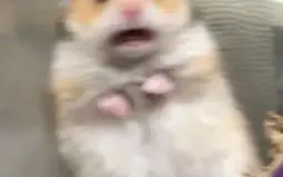 Konks