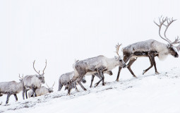 types of antlers