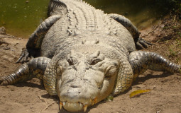 Crocodilian tier list