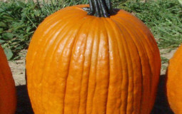 Pumpkin tier list