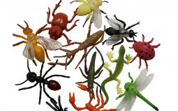 Insect orders