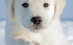 Dog Breed Cuteness