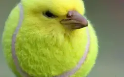 InFlUfLu