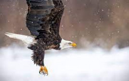 Animals (Birds)