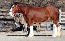 Horse breeds