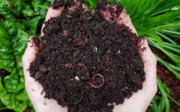 COMPOST QUALITY
