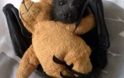 Batfam: Hugs Deserved