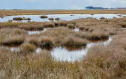 Ranking Marsh Plants