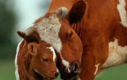 vacas