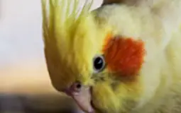 Pet Birds breeds