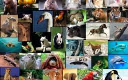 Animaux