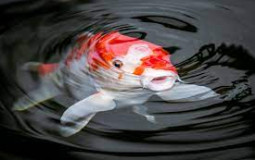 Best animal