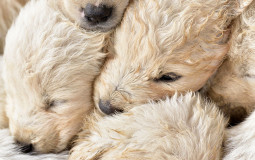 DOGS