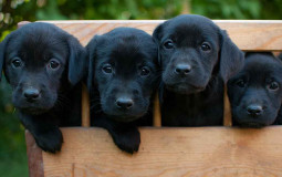 Dog names