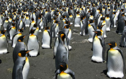 top 10 pinguins fodas