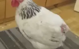 Kto sie najebie