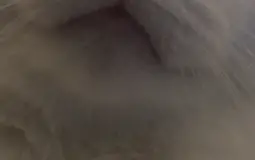 noises