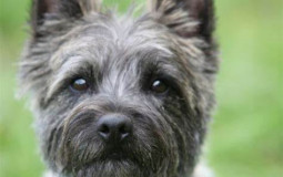 Famous Dogs