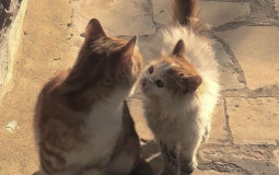 cats