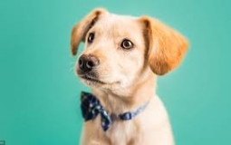 races de chiens