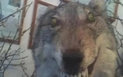Cursed Chain Restaurants