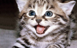 what type of pets i think fits you