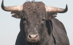 Bovine tier list