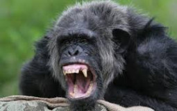 apes