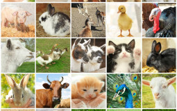 Cute Animal Pictures