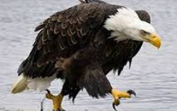 Raptor tier list