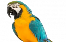 aaaaaaaa