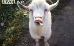 Mama goat