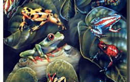 Frog Tier List