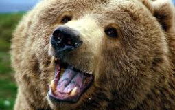 Bear Tierlist