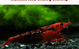 Shrimp