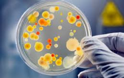Microorganisms