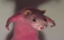 walk the plank or rank the rank