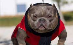 best bloodlines bullies