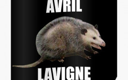 possums tierlist