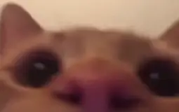 CancerCorner Tier