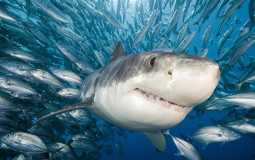 Sharks!