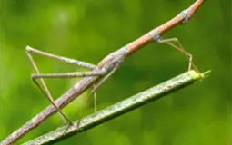 stick bug