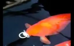 amogus disc