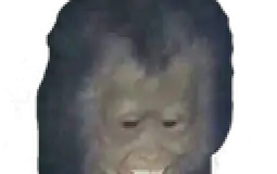 strag