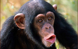 m onkeys