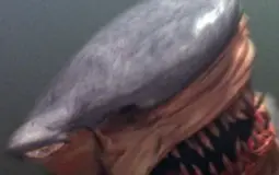 Žraločí muž
