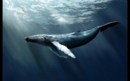 Animaux marins