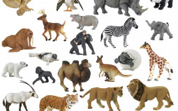 zoo animals Tier List Maker - TierLists.com